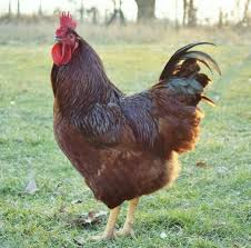 See more ideas about rhode island red, rhode island, chickens backyard. About Rhode Island Red Chickens One Of The Most Popular Breeds