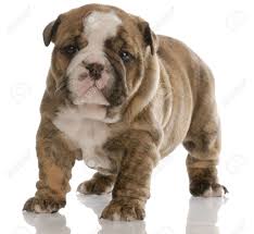 Four Week Old Brindle English Bulldog Puppy With Reflection On White Background Stock Photo Picture And Royalty Free Image Image 6492851