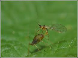 Image result for puklice na pokojových rostlinách obrázek