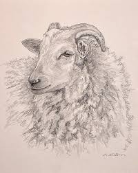 Sheep Pencil Drawing Art Print Sheep Portrait Farm Animal Etsy In 2020 Sheep Drawing Sheep Art Animal Drawings