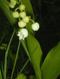 Lily Of The Valley Convallaria Majalis