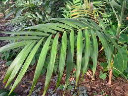 Image result for Chamaedorea microspadix