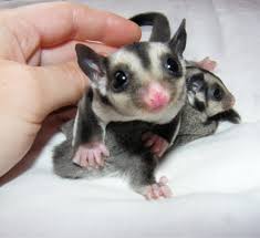 Sugar Glider For Sale Posts Facebook