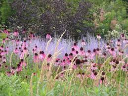Achillea Google Oudolf Piet Search Achillea Piet Oudolf Google Search Achillea Piet Oudolf Google Search Plants Prairie Garden Prairie Planting