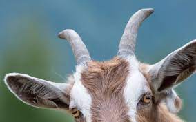 How Quickly Do Goats Grow Their Horns? - Diamond Hoof Care