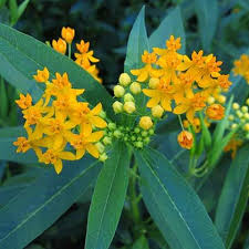 Image De Asclepias Curassavica Silky Gold Milkweed Plant Pollinator Garden Asclepias