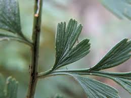 Image result for Asplenium aethiopicum