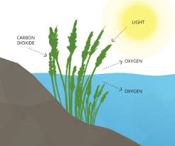 Dissolved Oxygen Environmental Measurement Systems