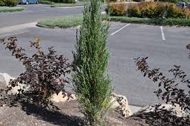 Full sun with good air circulation moisture: Blue Arrow Juniper