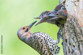 Image result for Colaptes auratus