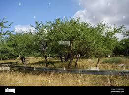 Image result for Faidherbia albida