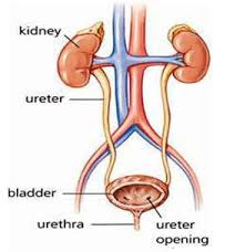 Sistem urogenital merupakan sistem yang terdiri dari sistem urinaria dan sistem genital, yang mana sistem urinaria dibagi menjadi traktus urinaria atas dan bawah. Anatomi Dan Fisiologi Tractus Urinarius Bocah Radiography