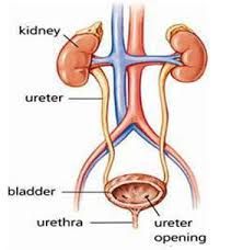 Pengontrolan hormonal terhadap reabsorpsi tubulus. Anatomi Dan Fisiologi Tractus Urinarius Bocah Radiography