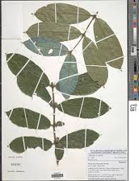 Image result for Pauridiantha dewevrei