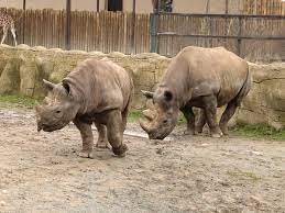 Zoo dvůr králové je jednou z největších a asi také nejznámějších zoologických zahrad v české republice. File Diceros Bicornis 08 Zoo Dvur Kralove Jpg Wikimedia Commons