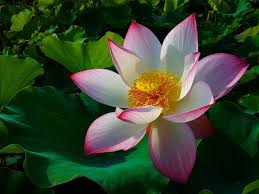 Maybe you would like to learn more about one of these? Lotus Flower Meaning And Symbolism A To Z Flowers