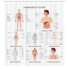 There isn't an official organ count for the human body, but is there a ballpark estimate? Ambesonne Human Anatomy Complete Chart Of Different Organ Body Structures Cell Life Medical Illustration Single Shower Curtain Reviews Wayfair