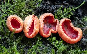 Image result for Coccinia senensis