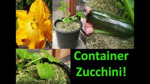 Maybe you would like to learn more about one of these? How To Grow Zucchinis In Containers Youtube