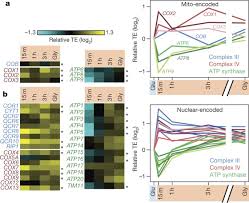 Tatsuhisa tsuboi 1 , kazushige kuroha, kazuhei kudo, shiho makino, eri inoue, isao kashima, toshifumi inada. Synchronized Mitochondrial And Cytosolic Translation Programs Nature