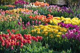 36 Spring Garden Ideas That Make You Feel Excited To Try Yourself Homeridian Com