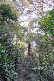 Image result for Cyathea mildbraedii