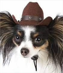 Pin By M Baker On Chi Chi Love Dog Hat Papillon Dog Halloween Animals