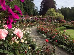 Pin On Roses Are Roses