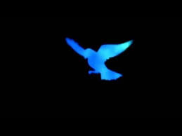 Naruto Shippuden Opening 3 Audio Latino Paz Veliz Tv Size Youtube Naruto Naruto Shippuden Tv Size
