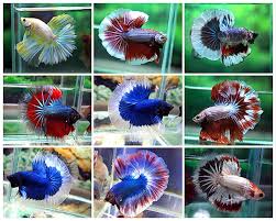 Malawi Cichlid Fish Farm For Export From Thailand Cichlid Fish Fish Breeding Fish Farming