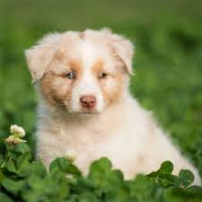 Check spelling or type a new query. When Do Puppy S Eyes Change Color 2021 We Love Doodles