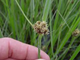 Image result for Bolboschoenus