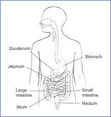 Short Bowel Syndrome Niddk