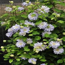 We did not find results for: Clematis Diamond Ball Buy Clematis Perennials Online