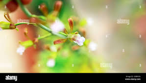 Image result for Eulophia flavopurpurea