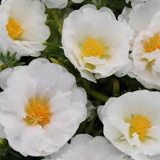 Portulaca 'sundial peppermint' offers white blooms liberally striped with hot pink. Happy Trails White Portulaca