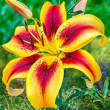 Viva la Vida Lily | Save up to 75% | Breck's