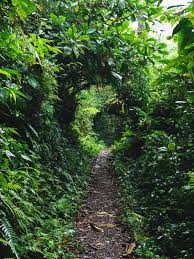 We did not find results for: The Santa Elena Cloud Forest In Costa Rica How To Have A Truly Remarkable Experience Close To The Nature Travel And Keep Fit By Alex Jaskolowska