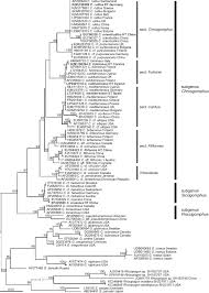 Une application facebook peut être développée par tous grâce au centre facebook apps. Diversity Of Chroogomphus Gomphidiaceae Boletales In Europe And Typification Of C Rutilus Ima Fungus Full Text