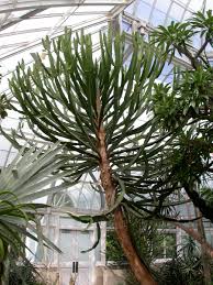 Image result for Euphorbia confinalis