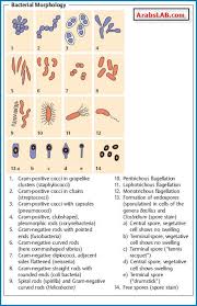 bacteria table 4 6 uses few morphological cell morphology