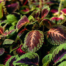Image result for Coleus meyeri