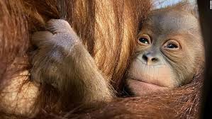 Orangutans have an enormous arm span. Sumatran Orangutan Born At Belgium S Pairi Daiza Animal Park Cnn