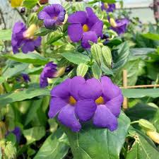 Image result for Thunbergia battiscombei