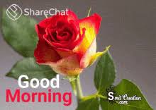 Log in to save gifs you like, get a customized gif feed, or follow interesting gif creators. Good Morning Flowers Gifs Tenor