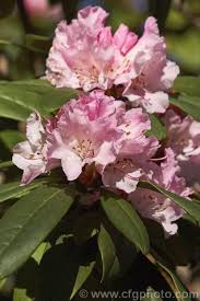 Rhododendron Christmas Cheer Rhododendron Caucasicum Unknown Available In Several Forms Sometimes Under Different Na Christmas Cheer Rhododendron Photo