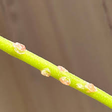 Image result for Fockea angustifolia