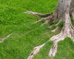 This will be detrimental to both turf and tree(s) for numerous reasons. Are Exposed Tree Roots A Bad Thing Get To The Root Of The Problem Davey Blog