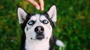 Siberian Husky Siberian Husky Husky Dogs Husky