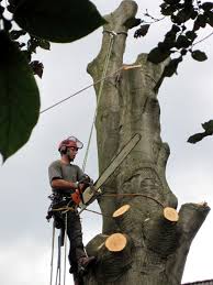 Immerhin sind die gewächse ein wichtiger bestandteil unseres biosystems und versorgen den planeten zudem mit sauerstoff. Schneiden Und Fallen Auf Engstem Raum Von Baum Zu Baum Im Grossstadtdschungel Das Grune Medienhaus